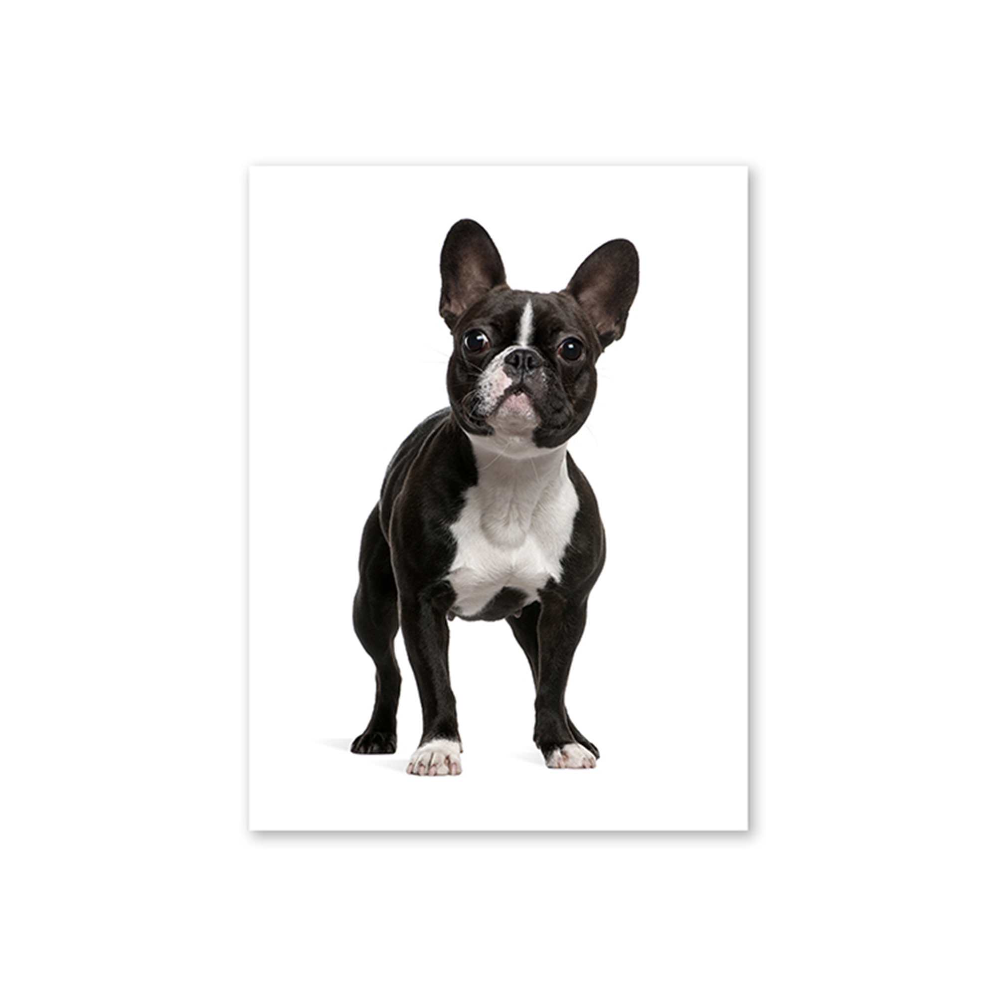 Dog - French Bulldog Card - The Linen Press